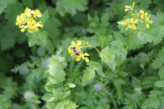 Eristalis tenax