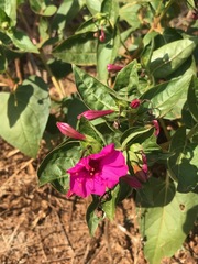Mirabilis jalapa