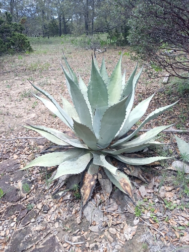 Agave durangensis