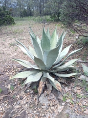 Agave durangensis