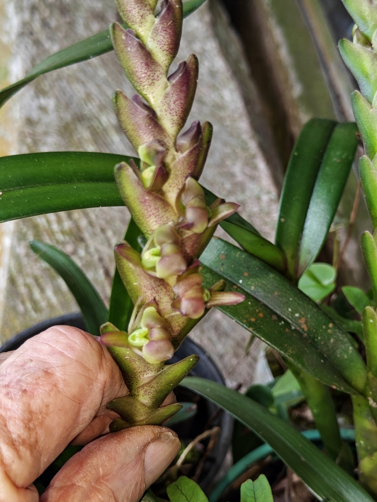 Epidendrum summerhayesii