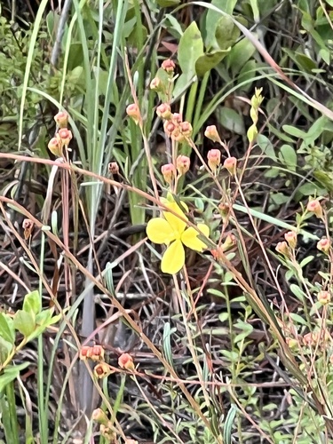 Savannah Primrose-willow (Ludwigia virgata)