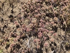 Chorizanthe cuspidata