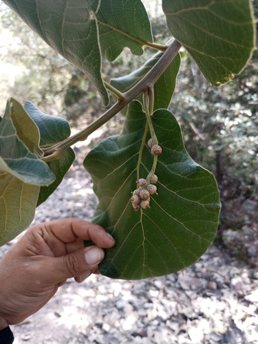 Quercus radiata