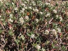 Polygonum paronychia