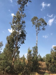 Eucalyptus camaldulensis
