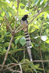 Urocissa flavirostris