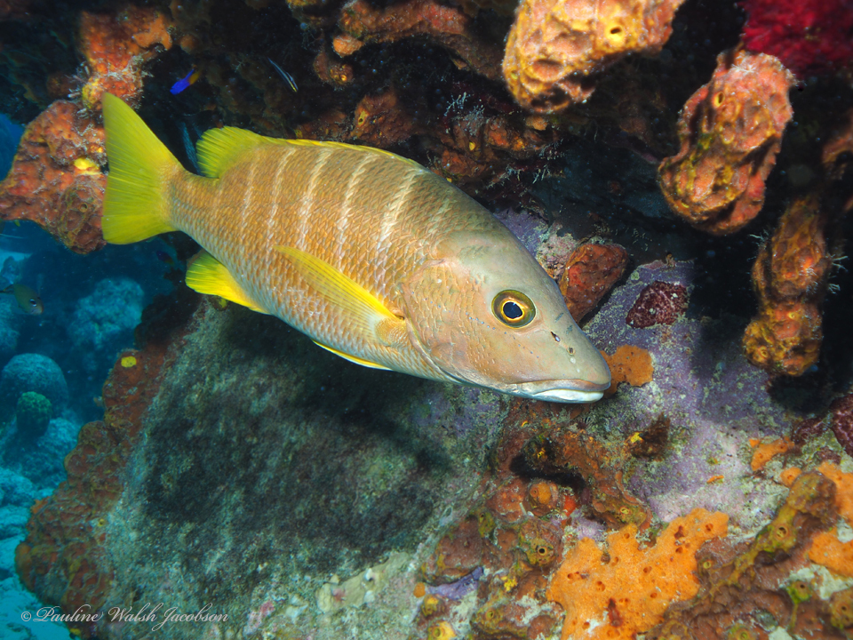 Photo of a Schoolmaster Snapper