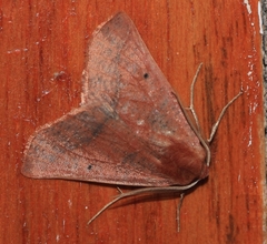 Drepanogynis villaria