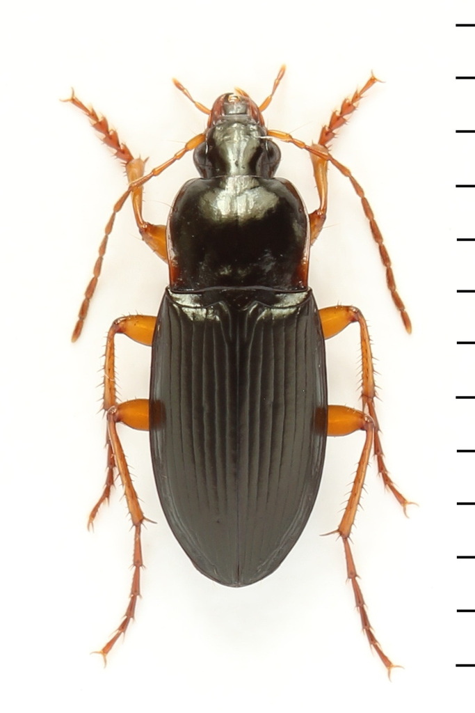Calathus erratus