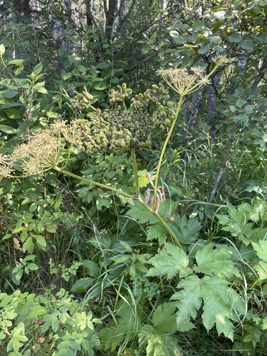 common cowparsnip