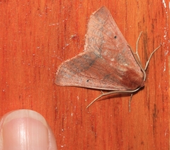 Drepanogynis villaria