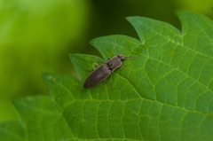 Agriotes pilosellus