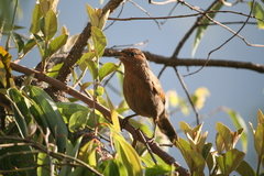 Trochalopteron lineatum