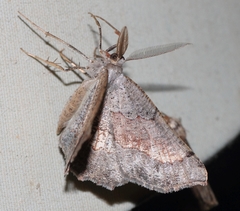 Drepanogynis mixtaria