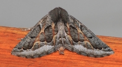 Drepanogynis intricata