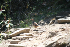 Ianthocincla ocellata