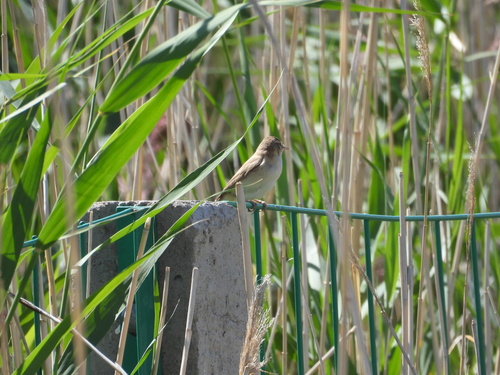 Paddyfield Warbler