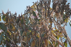 Carpodacus rodochroa