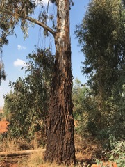 Eucalyptus camaldulensis
