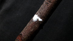 Thyrsodium spruceanum