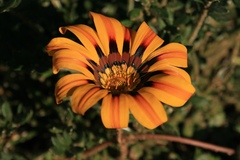 Gazania × splendens