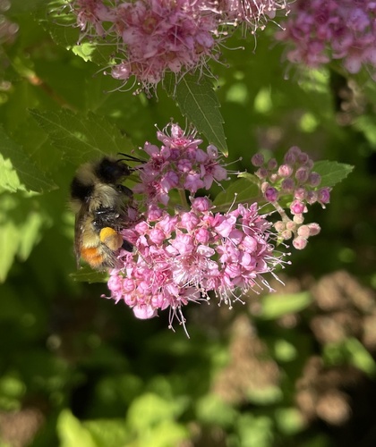 Great Basin Bumble Bee