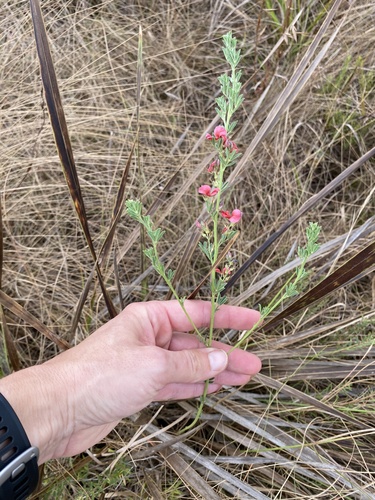 Image of Indigofera hilaris by (c) Sunčana Bradley, some rights reserved (CC BY)