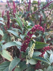 Phytolacca octandra