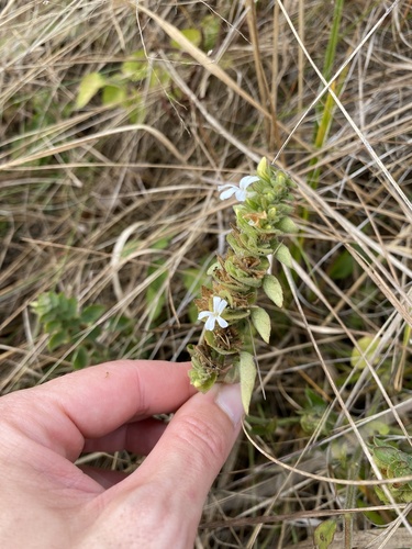 Image of Phaulopsis imbricata by (c) Sunčana Bradley, some rights reserved (CC BY)