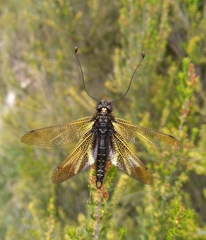 Libelloides hispanicus
