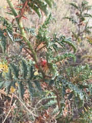 Solanum sisymbriifolium