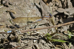 Argia jujuya