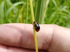 Physosmaragdina nigrifrons