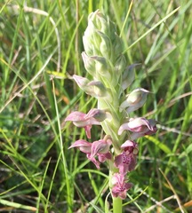 Anacamptis coriophora fragrans