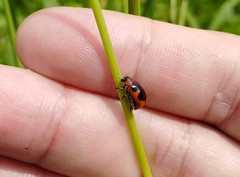 Physosmaragdina nigrifrons