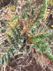 Solanum sisymbriifolium