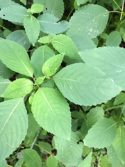 Impatiens pallida