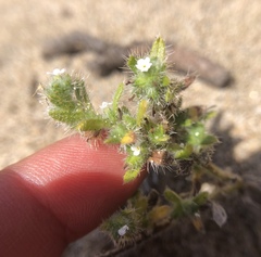 Cryptantha leiocarpa