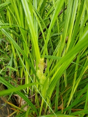 Carex frankii