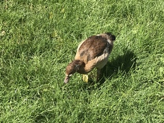 Alopochen aegyptiaca