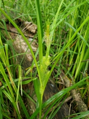 Carex frankii
