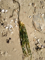 Laminariaceae