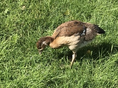 Alopochen aegyptiaca