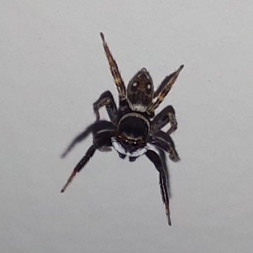 Photo of Adanson's House Jumper (Hasarius adansoni)