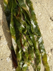 Laminariaceae