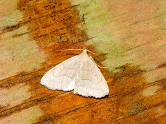 Zanclognatha pedipilalis