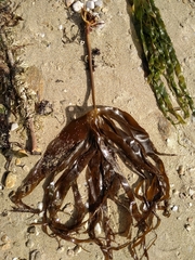 Laminaria hyperborea