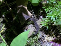 Pyrocoelia praetexta