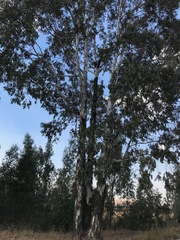 Eucalyptus camaldulensis